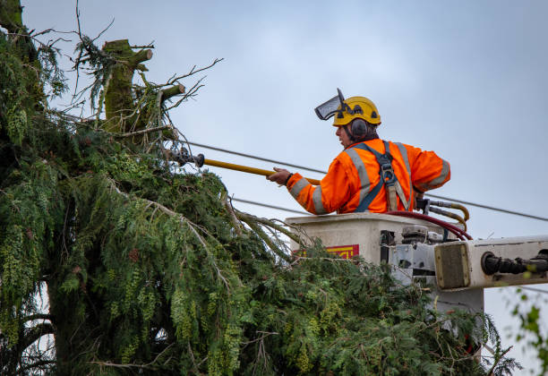 Reliable Bullard, TX Tree Care Solutions