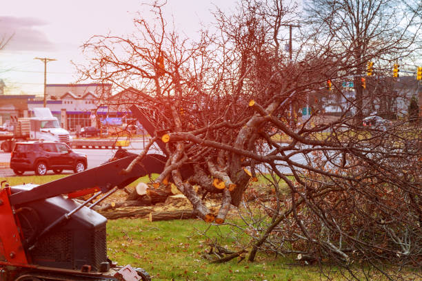 How Our Tree Care Process Works  in  Bullard, TX